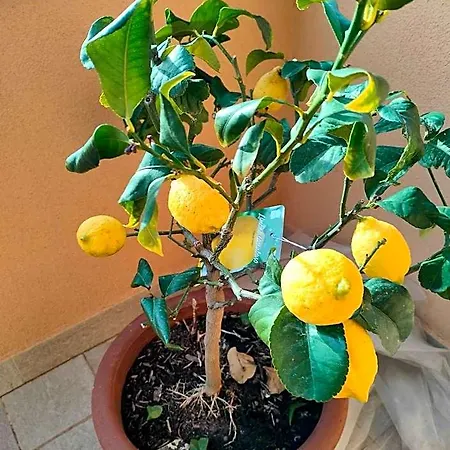 La Lucciola 4*