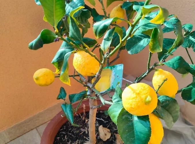 Locanda La Lucciola Портовенере